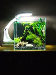 Beautiful Shrimp Nano With A Desk Lamp By Deleted User 17 From Plantedtank Net Fish Tank Terrarium Aquarium Fish Tank Shrimp Tank