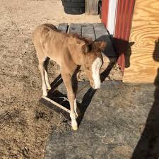 Maybe you would like to learn more about one of these? Caprock Veterinary Clinic Veterinarians 9202 Avenue P Lubbock Tx Phone Number Yelp