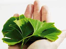 Гинкго билоба (ginkgo biloba), описание, цены на препарат, заказ в аптеках, верофарм оао (россия). 12 Benefits Of Ginkgo Biloba Plus Side Effects Dosage