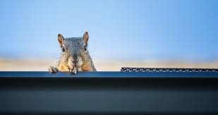 Inspect the molding, beams, wiring, chimney, and any entrances to your attic. Gutter Problems People Face In The Summer