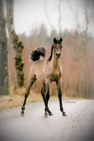 A colt is a young male horse. Egyptian Amp Top Horse Top Horses ØªÙˆÙŠØªØ± Horses Baby Horses Pretty Horses