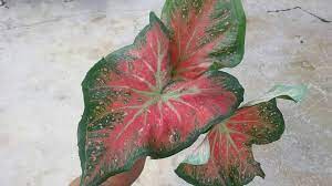 We did not find results for: Thailand Caladium Siam Home Facebook