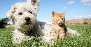 From food to pollen, a rundown of. How To Help Your Pet Cope With Pollen Allergies Georgia Public Broadcasting