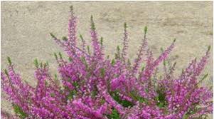 Верест, багун, подбрусничник, рыскун, липица. Veresk Znachenie Cvetka Shotlandskij Veresk Vereskovye Polya Foto Sposoby Razmnozheniya Vereska