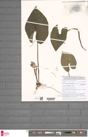 Image result for Cyanastrum