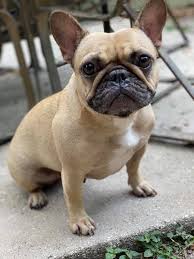 Puppies and stud service available. Tampa Bay Frenchies Home Facebook