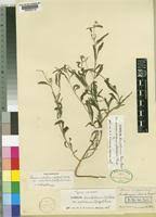 Image result for Limeum sulcatum