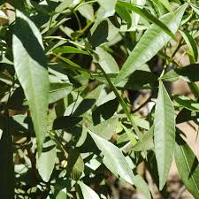 Image result for Searsia rogersii