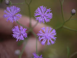 Image result for Vernonia schlechteri