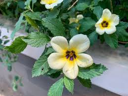 Image result for Turneraceae