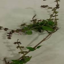 Image result for Orthosiphon thymiflorus