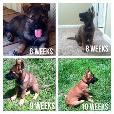 Pin On Ddr Czech German Shepherd Bloodline Trinity