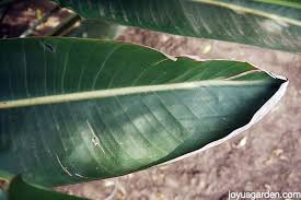 Bird Of Paradise Plant Leaves Curling And Turning Brown Bird Of Paradise Plant Care