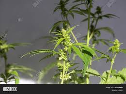 This is because the male plant's sole. Male Marijuana Plant Image Photo Free Trial Bigstock