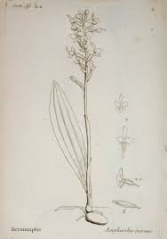 Image result for Disperis sp. nov. aff. macowanii