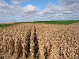 We did not find results for: Successful Alfalfa Termination Needed For Benefits To Corn No Till Farmer
