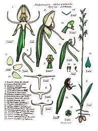 Image result for Habenaria trachypetala