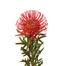 Red Pincushion Protea Pins