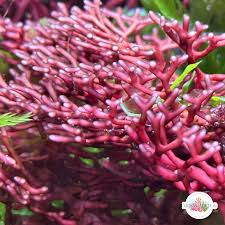 Image result for Polystachya macropoda
