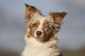 6 to 23lbs, depending on bone structure and size. Mini Australian Shepherd What To Know Before Buying All Things Dogs All Things Dogs
