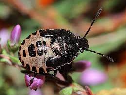Image result for Isoglossa punctata