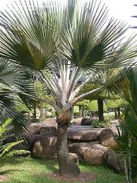 Image result for Latania loddigesii