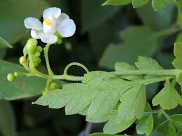 Image result for Cardiospermum corindum