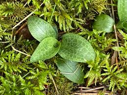 Image result for Goodyera