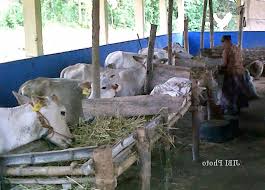 Jika calon kandang berada di lingkungan dengan dataran. 24 Desain Konstruksi Kandang Sapi Sederhana Pilihan Ndik Home