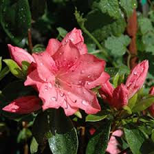 Submit your business listing | help & contact us. Girard S Renee Michelle Azalea Rhododendron Girard S Renee Michelle In Detroit Ann Arbor Dearborn Royal Oak Bloomfield Michigan Mi At English Gardens