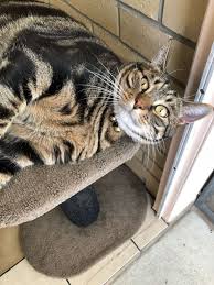 Washington, oregon, california, wisconsin, texas, new mexico, louisiana. Lotus The Maine Coon Aylesham Cattery