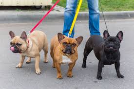 Mit herz, erfahrung und sachverstand züchten wir freiatmende,typvolle,genau so wie sportliche französische bulldoggen. Franzosische Bulldogge Hunde Info De