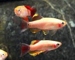 Tanichthys Goldene Weisse Wolke Mit Bildern Cooler Fisch Aquarienfische Gefullter Fisch