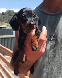 Black And Tan Dachshund Puppy Black And Tan Dachshund Doxie Puppies Puppies Dachshund Dog