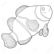 Coloriez en ligne avec un jeu pour colorier coloriages de animaux et vous poudrez partager et créer votre propre galerie de coloriages. Coloriage Poisson Amphiprienes Poissons Clown Exotiques Illustration De Mer Rouge Clip Art Libres De Droits Vecteurs Et Illustration Image 94812073