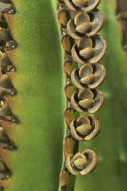 Kalanchoe Daigremontiana Plantlets On Leaves Planting Succulents Cactus Plants Flowering Succulents
