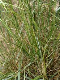 Image result for Trisetopsis elongata