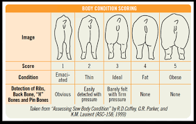 formulating farm specific swine diets umn extension