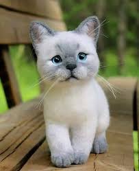Que Lindo Gato Cute Baby Animals Cute Little Animals Baby Animals
