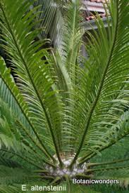Image result for Encephalartos aplanatus