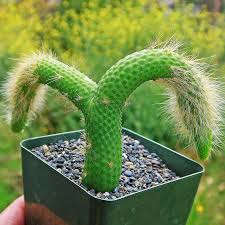 Image result for Cola natalensis