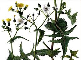 Image result for Sonchus wilmsii