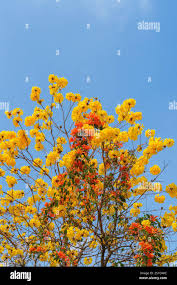 Image result for Handroanthus chrysanthus
