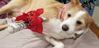 But do some pet health issues pop up more than others around the holidays? Take The Panic Out Of Handling A Pet Emergency Fear Free Happy Homes