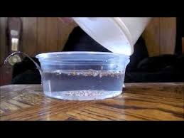 These Kids Have Scales How To Breed And Hatch Mystery Snail Eggs Includes How To Setup A Hatchery Youtube Aquarium Snails Snail Breeds