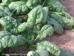 Maybe you would like to learn more about one of these? Spinach Variety Trials And Planting Plan Sustainable Market Farming
