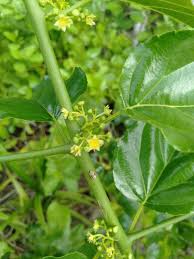 Image result for Colubrina asiatica