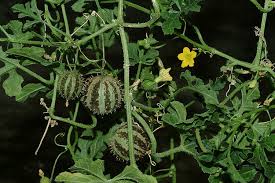 Image result for Cucumis