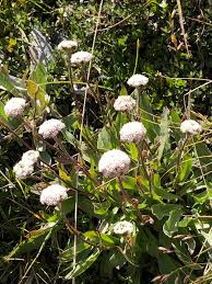 Image result for Pearsonia uniflora