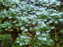 Image result for Callitriche